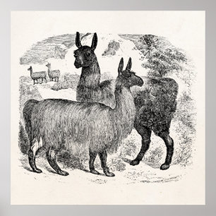 Mall för Alpaca för Llamas för vintage1800sLlama Poster