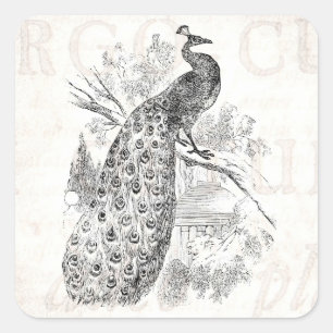 Mall för illustration för påfågel för vintage fyrkantigt klistermärke
