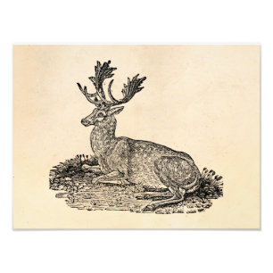 Mall för illustration för vintage1800sdovhjortar fototryck