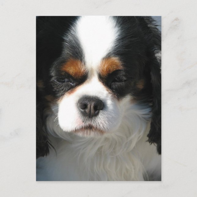 Mall för Lodrät efter vykort - Anpassad (Framsida)