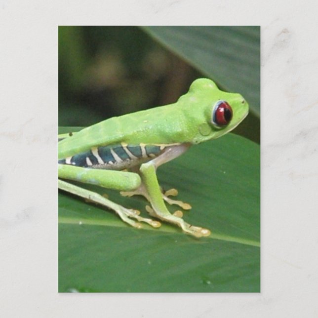 Mall för Lodrät efter vykort - Anpassad (Framsida)