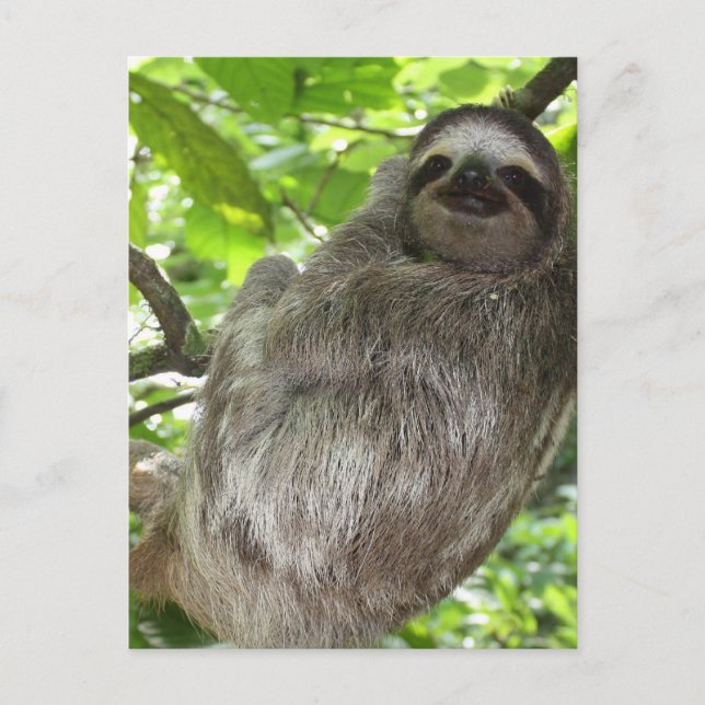 Mall för Lodrät efter vykort - Anpassad (Framsida)