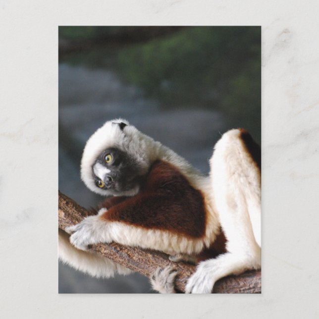 Mall för Lodrät efter vykort - Anpassad (Framsida)