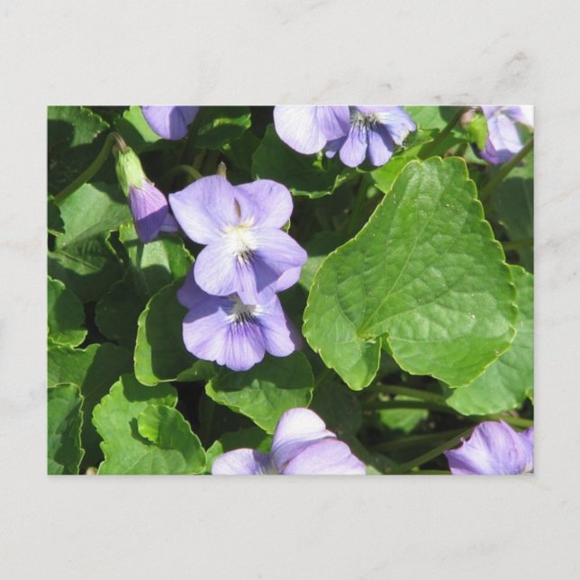 Mall för Vågrät efter vykort - Anpassad (Framsida)