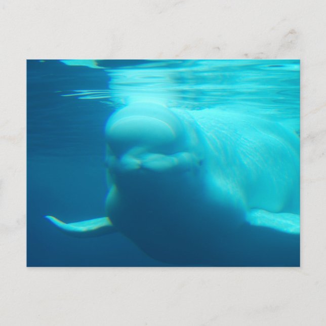 Mall för Vågrät efter vykort - Anpassad (Framsida)