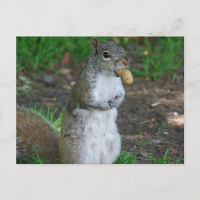 Mall för Vågrät efter vykort - Anpassad (Framsida)