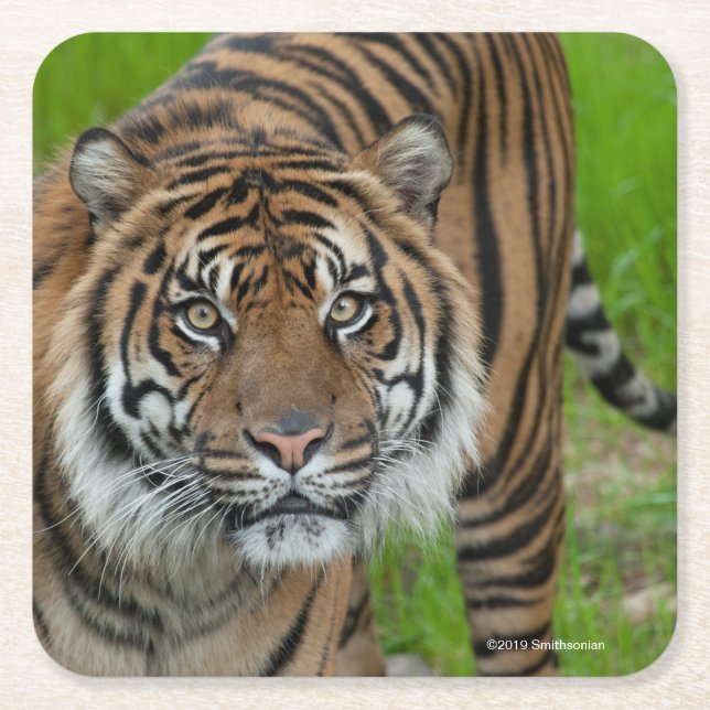 mall underlägg papper kvadrat (Framsidan)