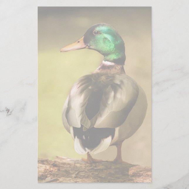 Mallard Anka (Framsida)