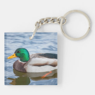 Mallard Anka