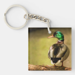 Mallard Anka