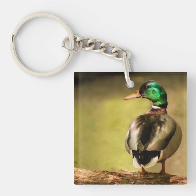 Mallard Anka (Framsidan)