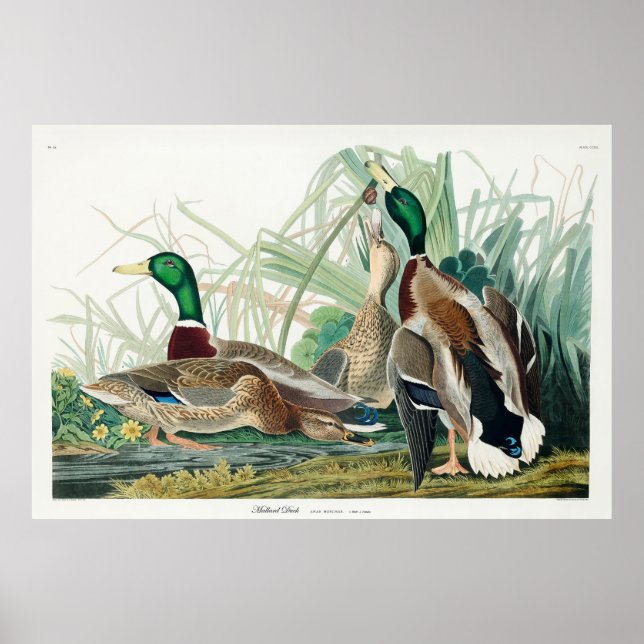 Mallard Anka, 1834, från amerikanska fåglar Poster (Framsidan)