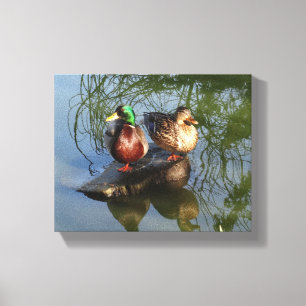 Mallard Anka #2 Canvas