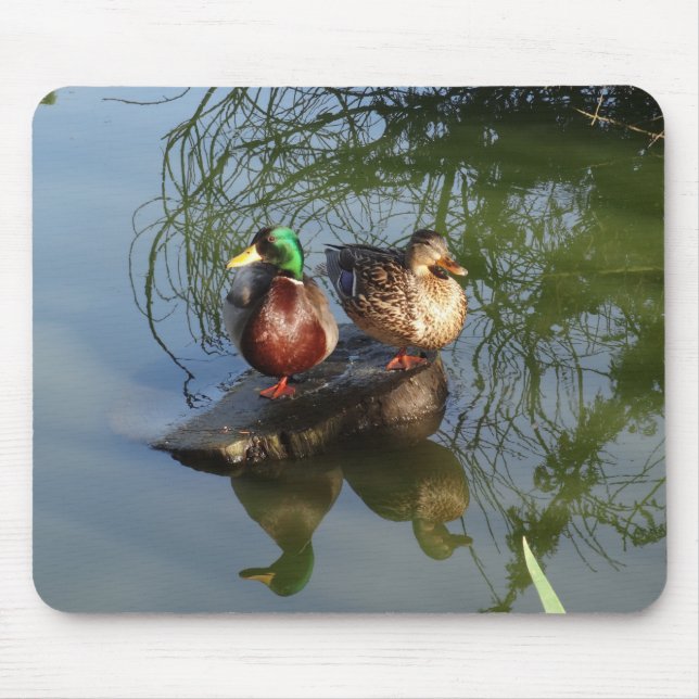 Mallard Anka #2-musmatad Musmatta (Framsidan)