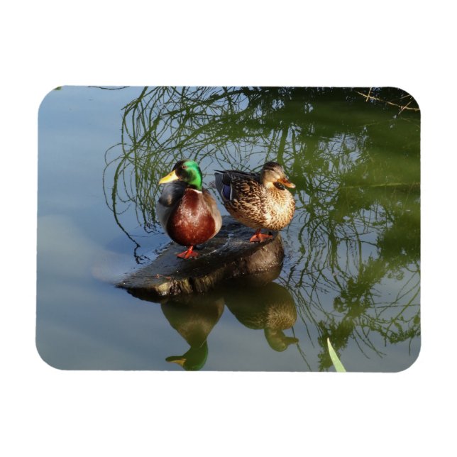 Mallard Anka #2 Photo Magnet (Horisontell)