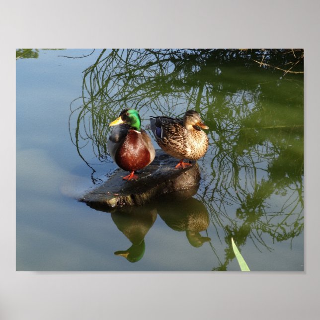 Mallard Anka #2 Poster (Framsidan)