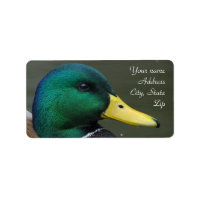 Mallard Anka