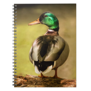 Mallard Anka Anteckningsbok
