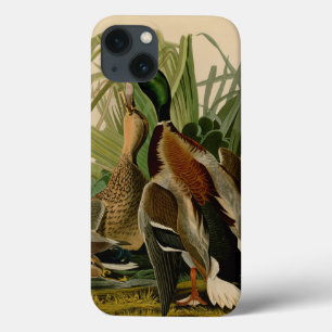 Mallard Anka Audubon Bird Painting