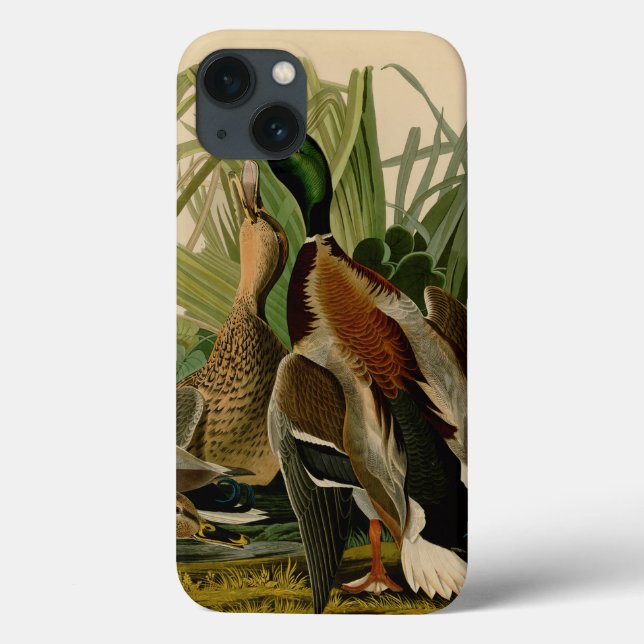 Mallard Anka Audubon Bird Painting (Baksida)