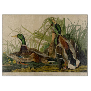 Mallard Anka Audubon Bird Painting