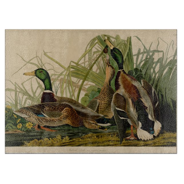 Mallard Anka Audubon Bird Painting (Framsidan)
