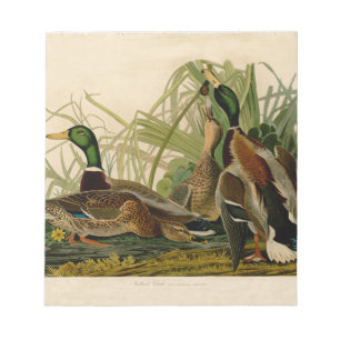 Mallard Anka Audubon Bird Painting Anteckningsblock