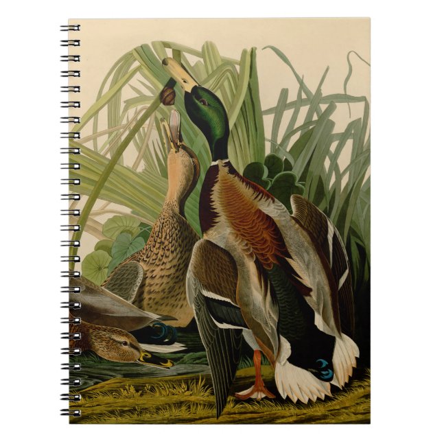 Mallard Anka Audubon Bird Painting Anteckningsbok Med Spiral (Framsidan)