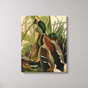 Mallard Anka Audubon Bird Painting Canvastryck