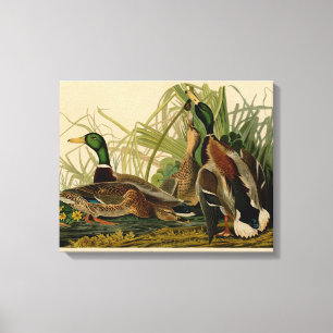Mallard Anka Audubon Bird Painting Canvastryck