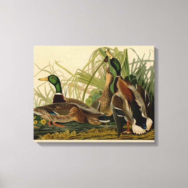 Mallard Anka Audubon Bird Painting Canvastryck (Framsida)