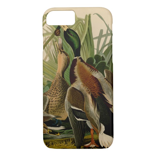 Mallard Anka Audubon Bird Painting Case-Mate iPhone Skal (Baksida)