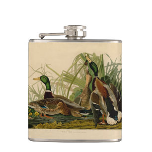 Mallard Anka Audubon Bird Painting Fickplunta