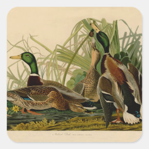 Mallard Anka Audubon Bird Painting Fyrkantigt Klistermärke