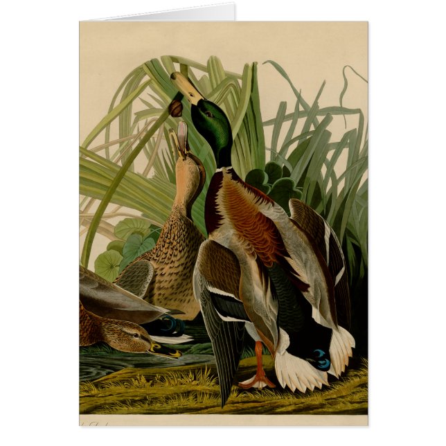 Mallard Anka Audubon Bird Painting Hälsningskort (Framsidan)