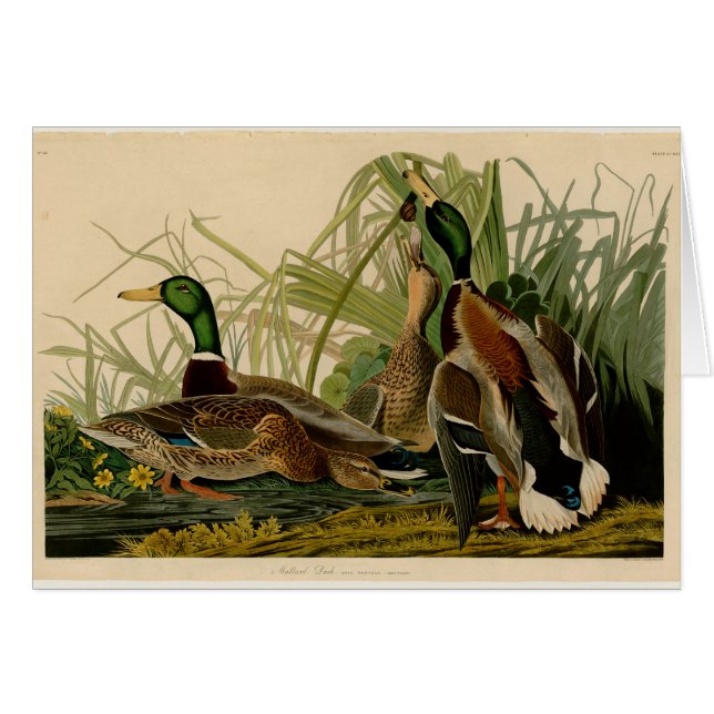 Mallard Anka Audubon Bird Painting Hälsningskort (Framsidan Horizontal)