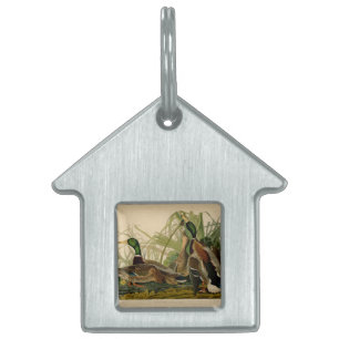 Mallard Anka Audubon Bird Painting ID-bricka Husdjur