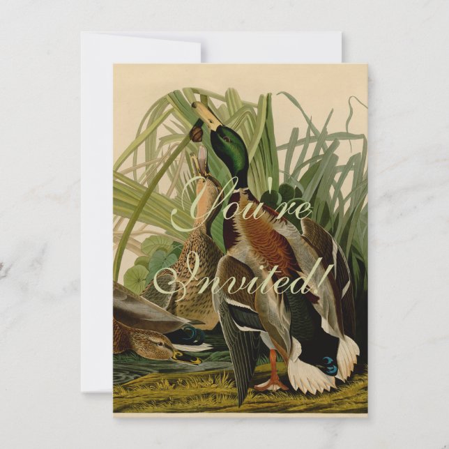 Mallard Anka Audubon Bird Painting Inbjudningar (Framsida)