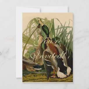 Mallard Anka Audubon Bird Painting Inbjudningar