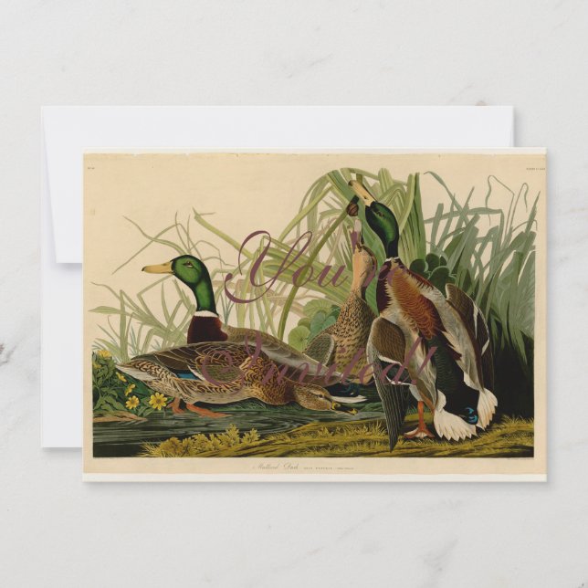 Mallard Anka Audubon Bird Painting Inbjudningar (Framsida)