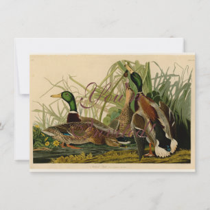 Mallard Anka Audubon Bird Painting Inbjudningar