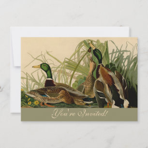 Mallard Anka Audubon Bird Painting Inbjudningar