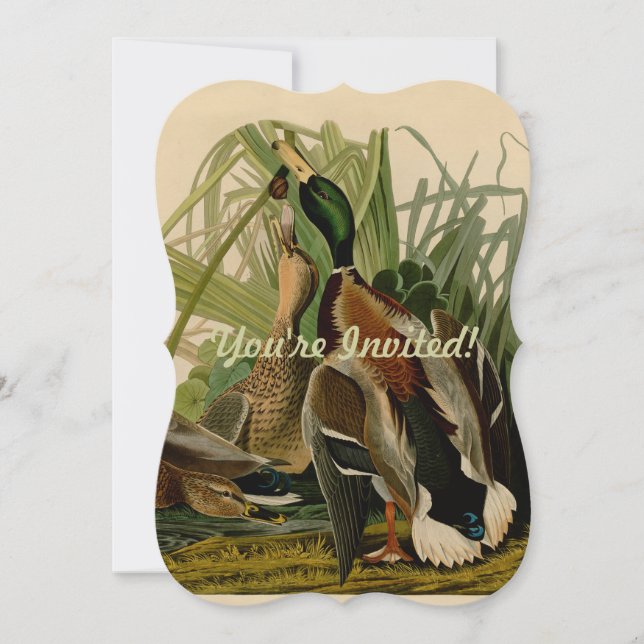 Mallard Anka Audubon Bird Painting Inbjudningar (Framsida)