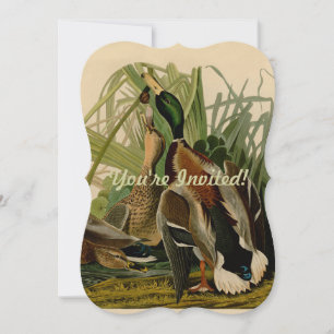 Mallard Anka Audubon Bird Painting Inbjudningar