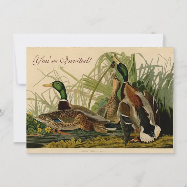 Mallard Anka Audubon Bird Painting Inbjudningar (Framsida)
