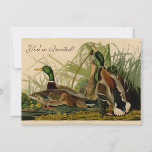 Mallard Anka Audubon Bird Painting Inbjudningar
