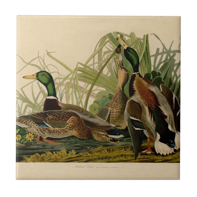 Mallard Anka Audubon Bird Painting Kakelplatta (Framsidan)