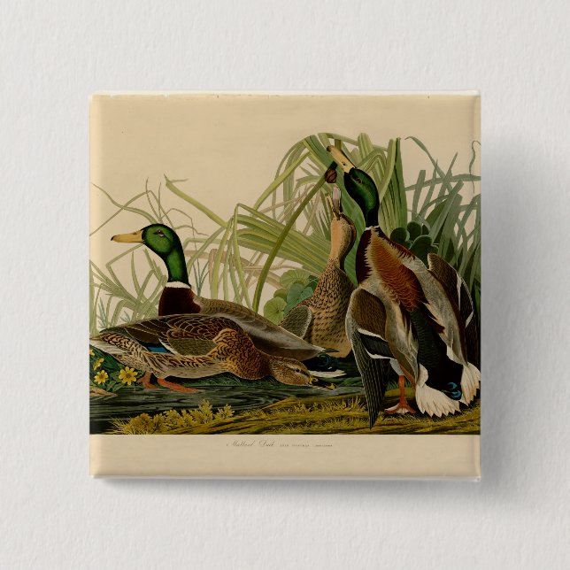 Mallard Anka Audubon Bird Painting Knapp (Framsida)