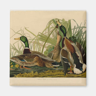 Mallard Anka Audubon Bird Painting Magnet