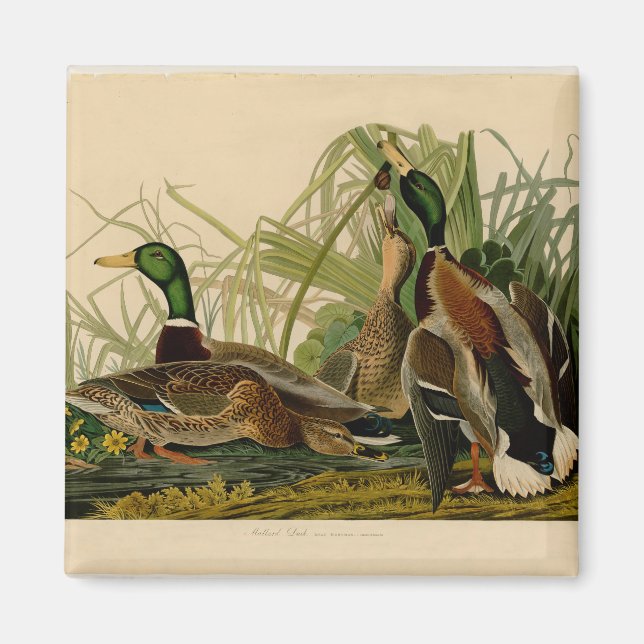 Mallard Anka Audubon Bird Painting Magnet (Framsidan)